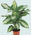 Pattaya Chinese evergreen